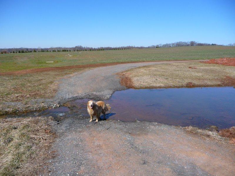 6 farm dog pic